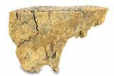 Fossil Woolly Mammoth Lower Molar - Siberia #292762-3